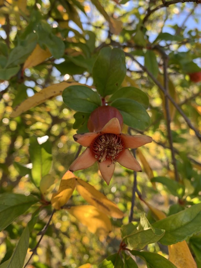 De la fleur à la grenade