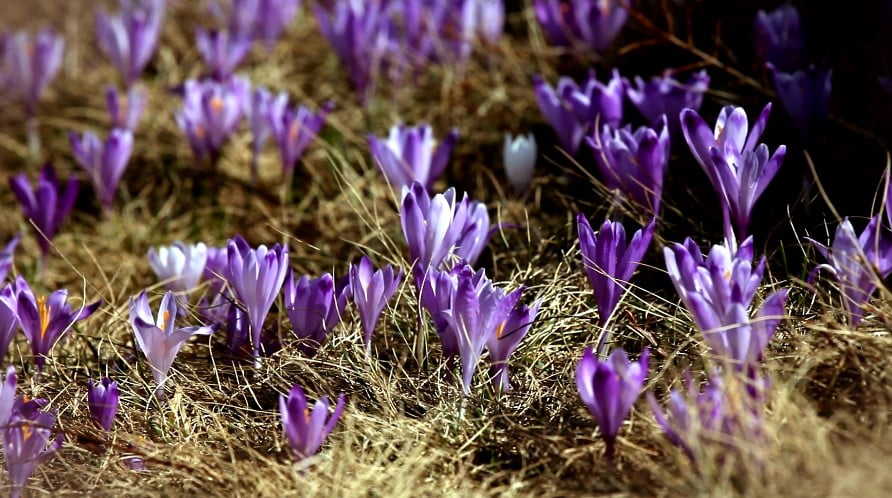 crocus sativus